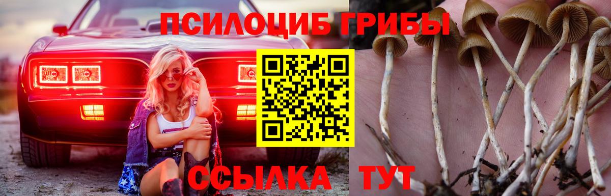 хочу наркоту  Алексин  Галлюциногенные грибы Psilocybe 